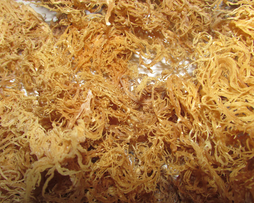 Golden Sea moss organic wild crafted from St.Lucia